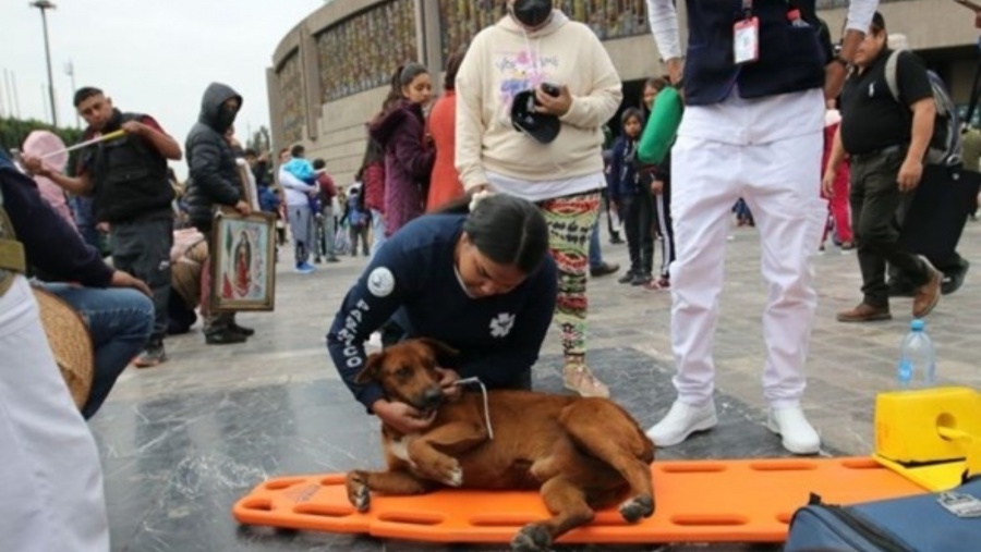 Estudiantes de enfermería rescatan a perrito peregrino exhausto en la Basílica de Guadalupe