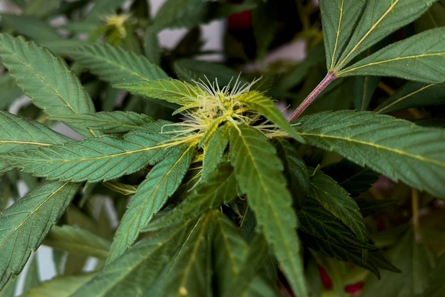 Panda Biotech avanza a fase final para planta de procesamiento de c&aacute;&ntilde;amo en Texas