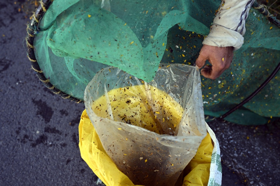 Adorados por los aztecas, chapulines asoman como alternativa a desnutrición infantil en México