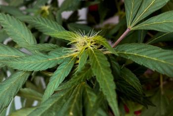 Panda Biotech avanza a fase final para planta de procesamiento de c&aacute;&ntilde;amo en Texas