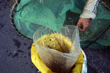 Adorados por los aztecas, chapulines asoman como alternativa a desnutrici&oacute;n infantil en M&eacute;xico