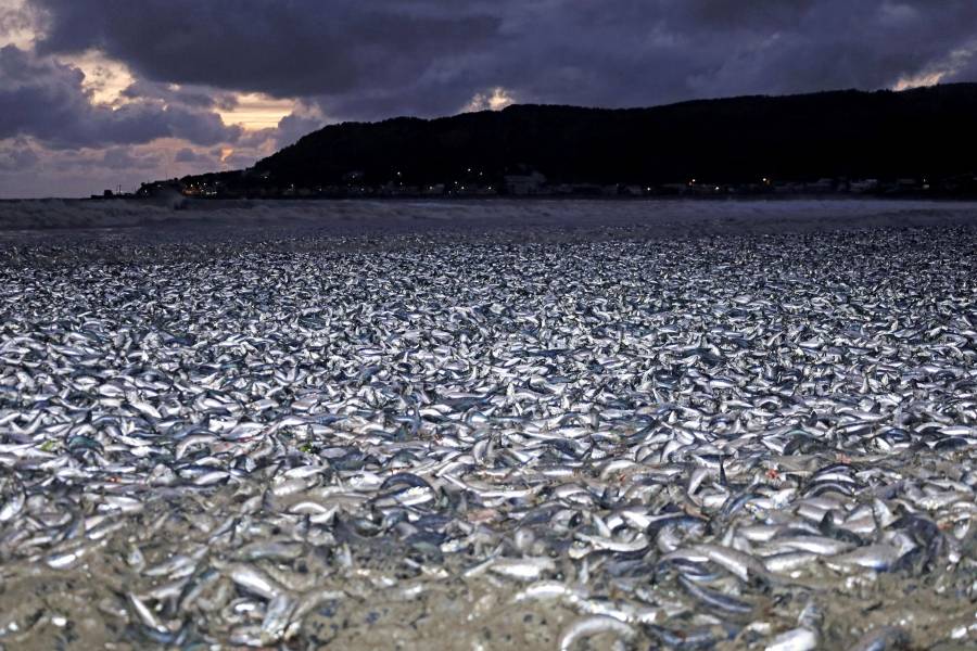 Misterioso fen&oacute;meno mar&iacute;timo en Jap&oacute;n: Miles de toneladas de sardinas muertas invaden playa de Hokkaido