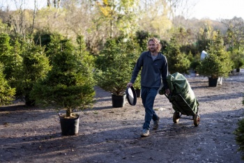 Alquilar un árbol para una Navidad más ecológica en Londres