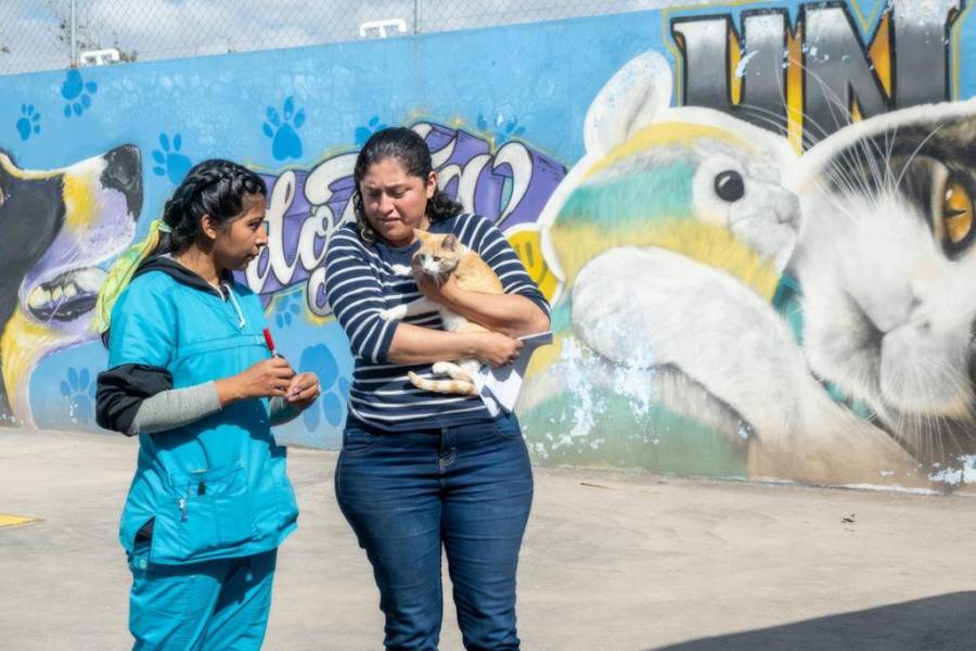 Municipio de El Marqués realizó campaña de esterilización para 500 perros y gatos