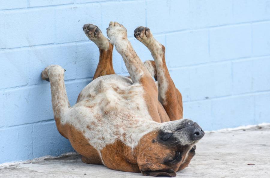 Mundo Patitas rescata perros abandonados en la Basílica de Guadalupe