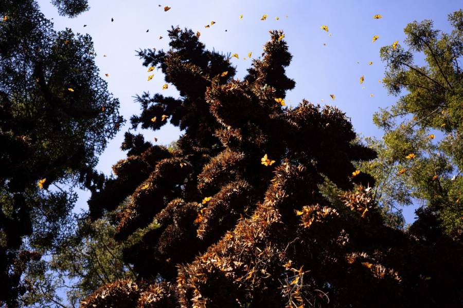 Explorando el fascinante mundo de las mariposas monarca en el Edomex