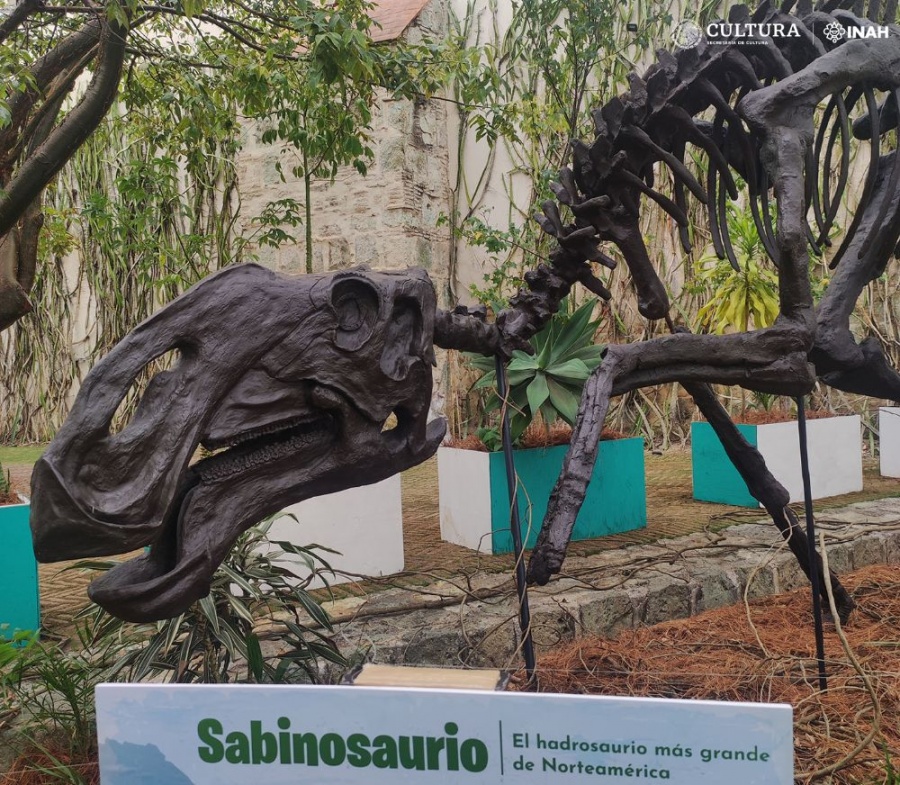 El “Sabinosaurio”, uno de los más grandes hadrosaurios conocido para Norteamérica, visita Oaxaca