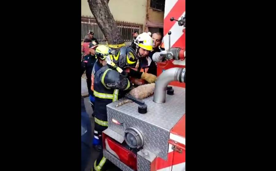 Incendio consume departamento en San Pedro de los Pinos