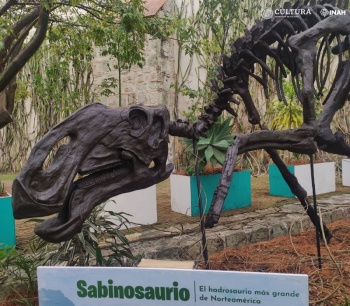 El “Sabinosaurio”, uno de los m&aacute;s grandes hadrosaurios conocido para Norteam&eacute;rica, visita Oaxaca