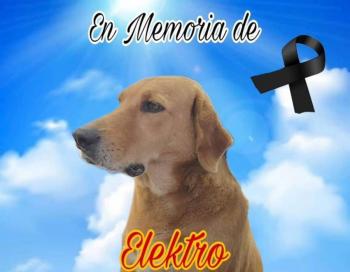 Adiós a Elektro: El perrito adoptado por Elektra en Muzquiz