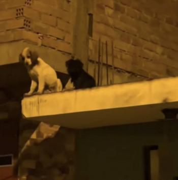 PT: 7 de cada 10 perros que son regalados en Navidad, D&iacute;a de Reyes y San Valent&iacute;n, terminan en situaci&oacute;n de abandono