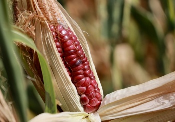Te presentamos los riesgos asociados al consumo de maíz transgénico