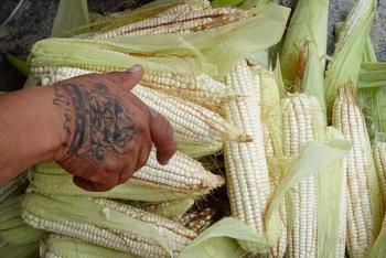 Cierra M&eacute;xico 2023 con d&eacute;ficit alimentario: UNTA