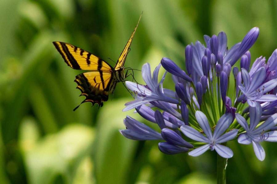 Jardines polinizadores: una forma de rescatar flora y fauna en CDMX