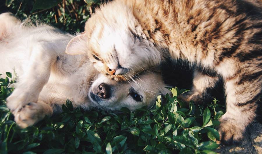 Reformas a la Ley de protección animal en CDMX: Mejoras significativas en 2023