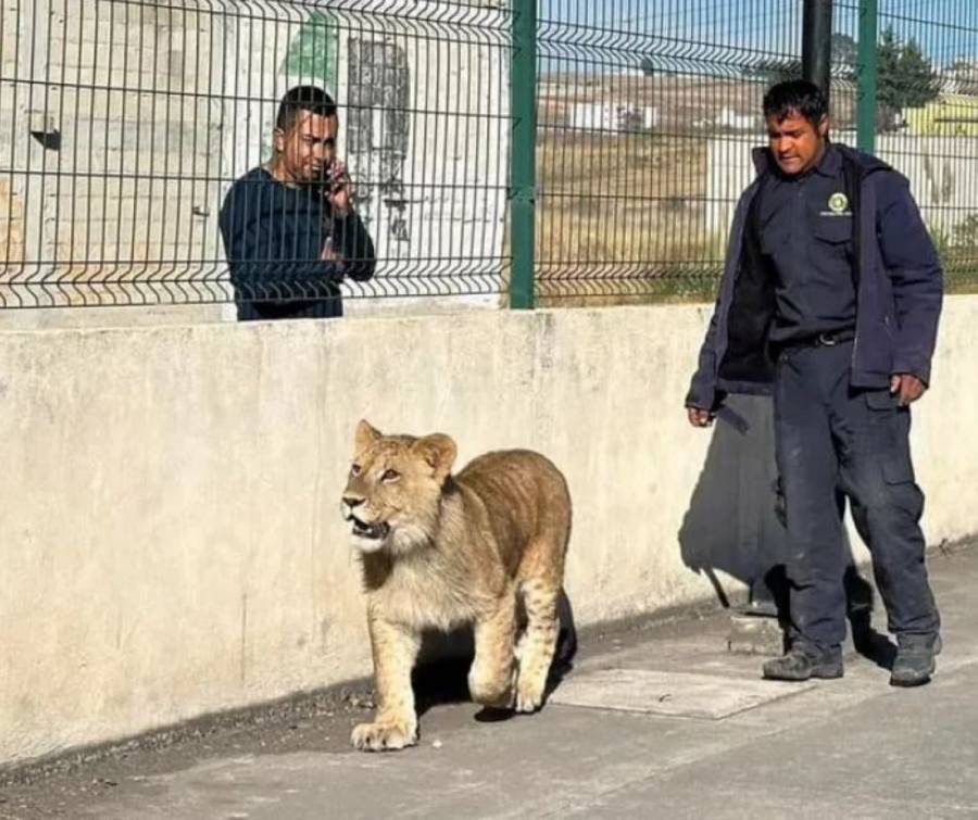 Capturan león en las calles de Xonacatlán: Traslado Seguro al Zoológico de Zacango