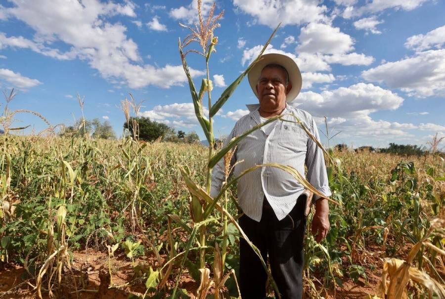 Producción para el Bienestar apoya a 139 mil productores