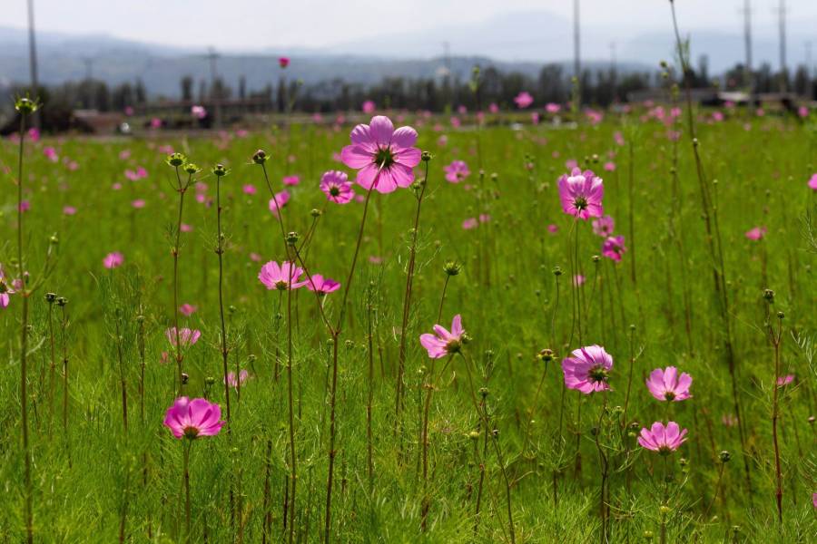 Sedema señala avances en la mejora ambiental y calidad de vida en CDMX