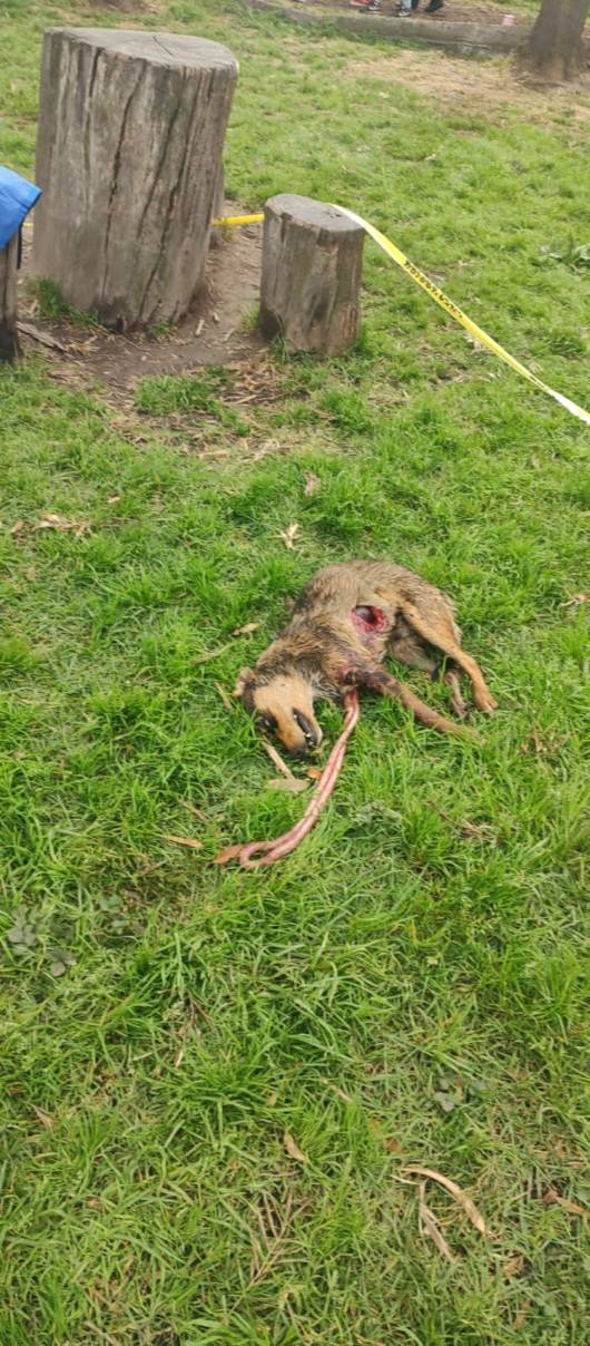 Encuentran otro perro sin vida con signos de tortura en Nativitas