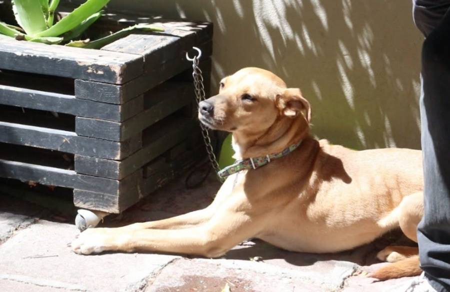 Investiga FGE 2 casos de maltrato animal