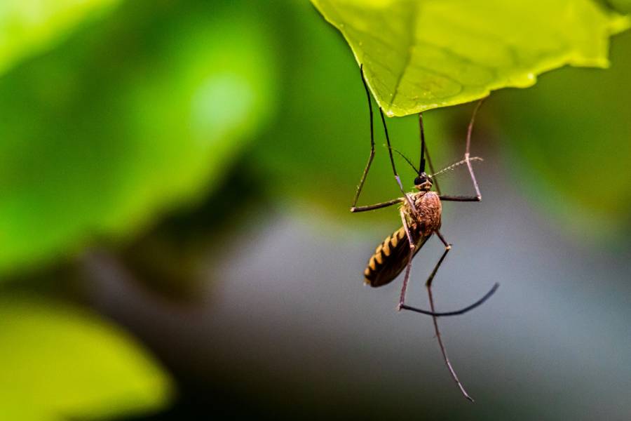Veracruz se convierte en el primer lugar en muertes por dengue en México en 2023