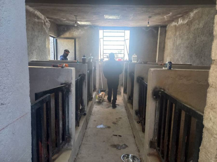 Cierran criadero de mascotas clandestino en el municipio de Querétaro
