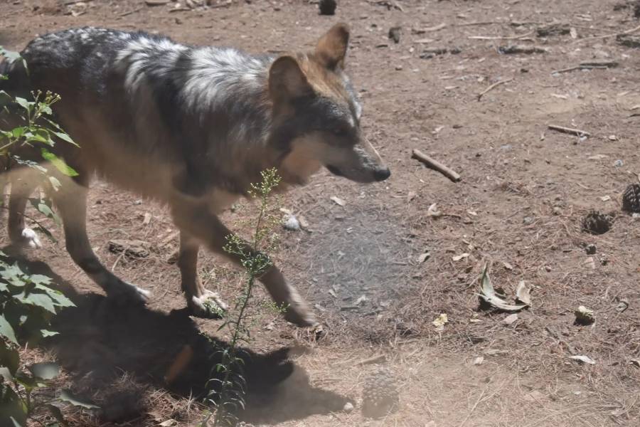 Edomex Contribuye a la Conservación del Lobo Gris Mexicano