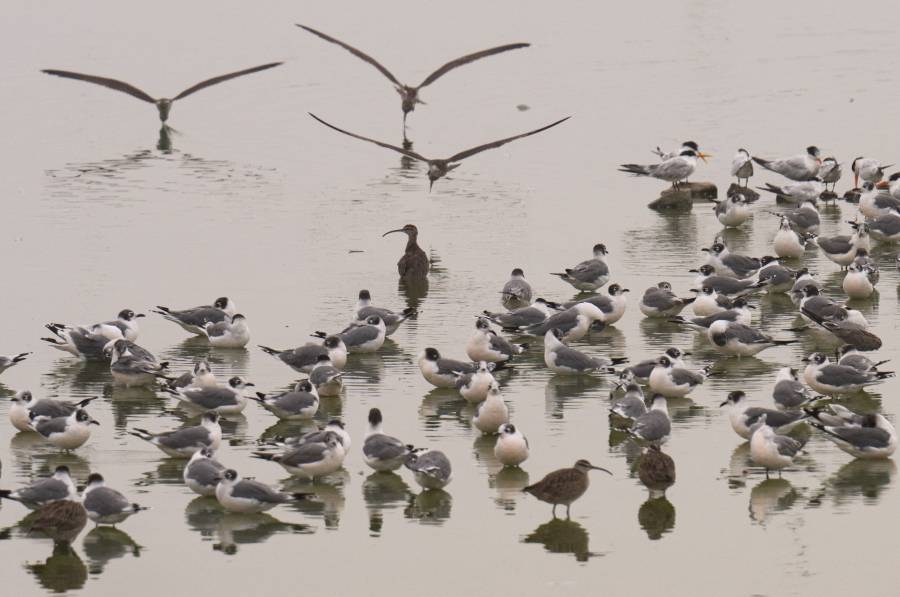Perú afirma que desplazó a Colombia y Brasil como líder mundial en diversidad de aves