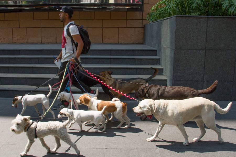 Propuesta legislativa busca regular a paseadores de perros para prevenir maltrato animal en la Ciudad de México