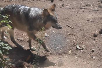 Edomex Contribuye a la Conservaci&oacute;n del Lobo Gris Mexicano
