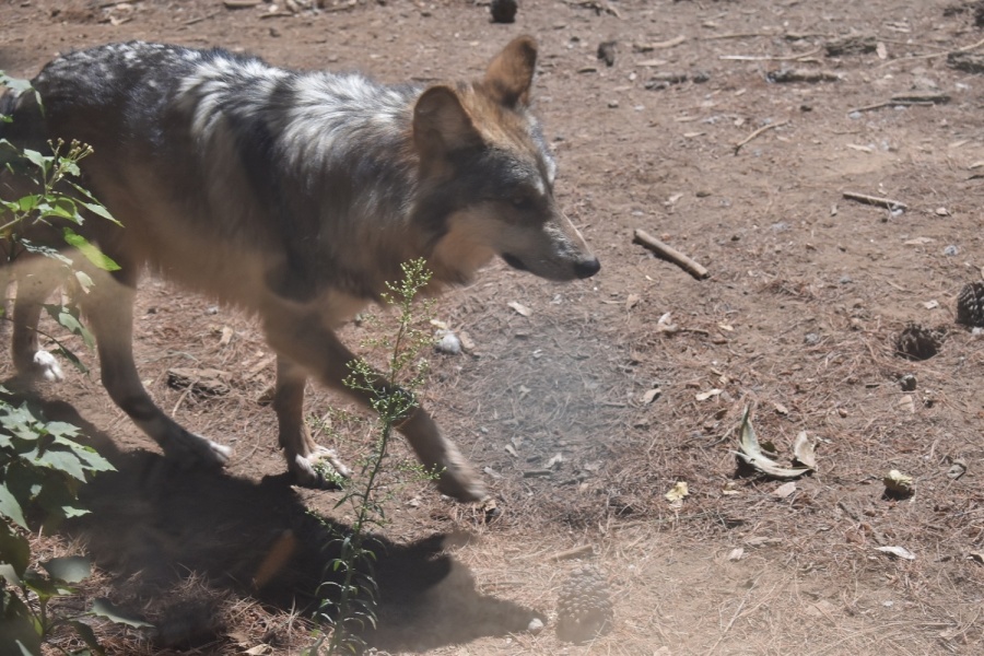 Delfina Gómez envía lobo gris mexiquense a Estados Unidos; incentivará la reproducción y conservación de la especie