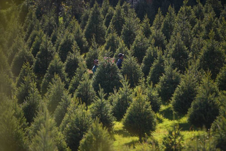 Árboles de Navidad: ¿Dónde llevarlos para reciclarlos?