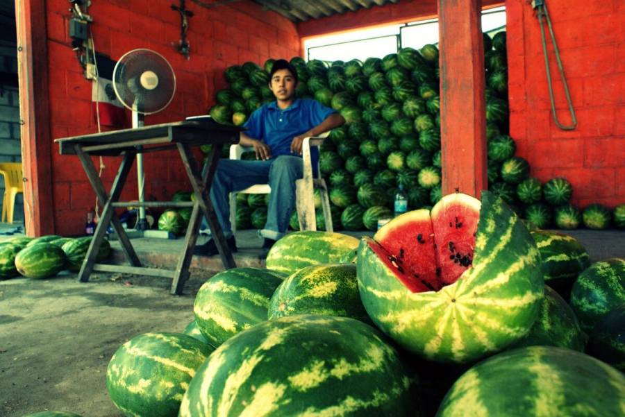 Crece 1.8% producci&oacute;n de sand&iacute;a a noviembre en M&eacute;xico