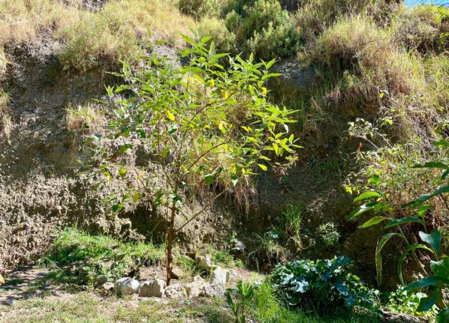 Regresan la flora y fauna a Barranca de Tarango con proyecto de recuperación