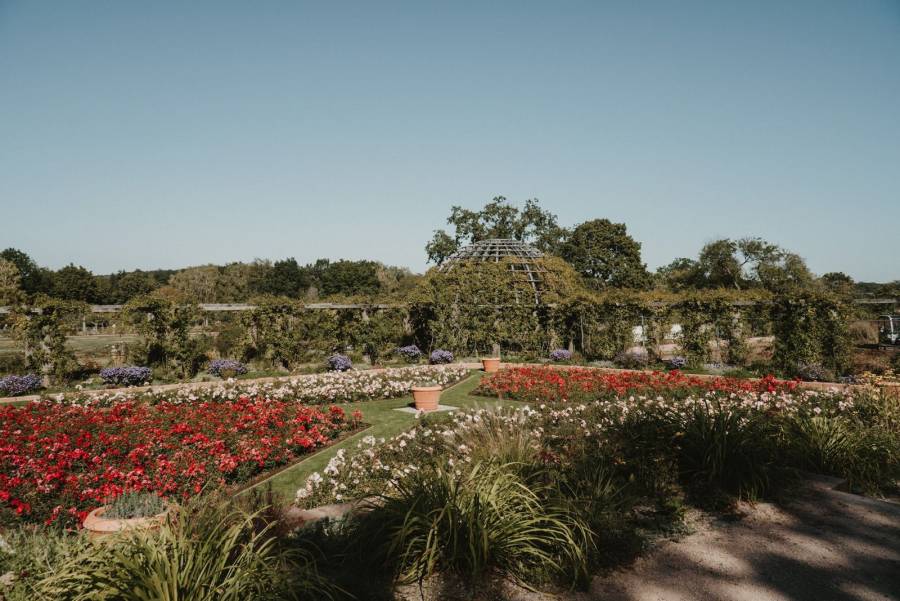 Jardines públicos contribuyen al problema de especies invasoras no nativas