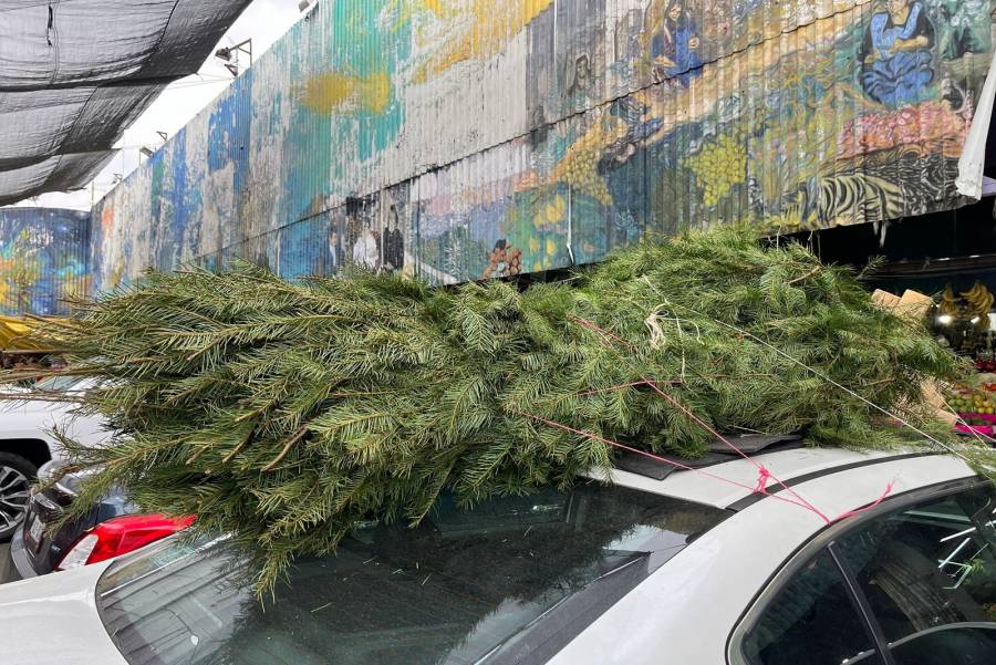 D&oacute;nde reciclar el arbolito de Navidad en Edomex este 2024
