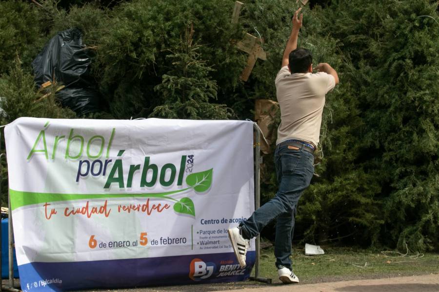 Neza busca colocar centros de acopio de árboles de Navidad