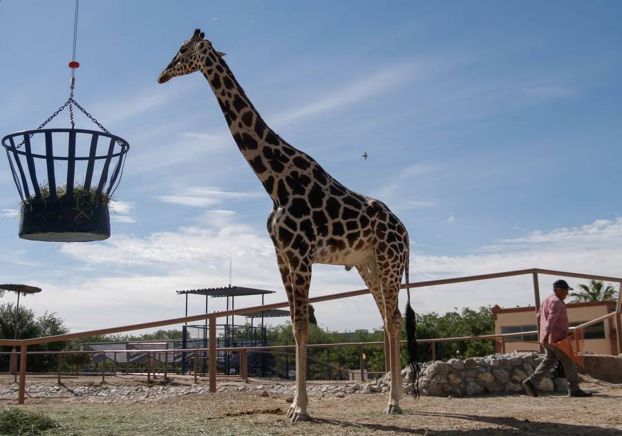 La Jirafa ‘Benito’ encuentra un nuevo hogar en el parque Africam Safari