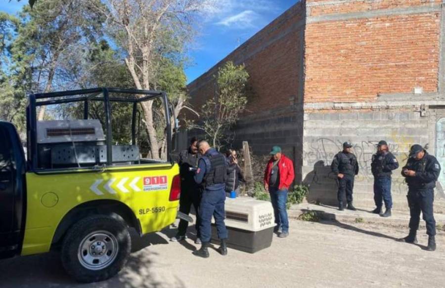 Investigan caso de maltrato animal en San Luis Potosí