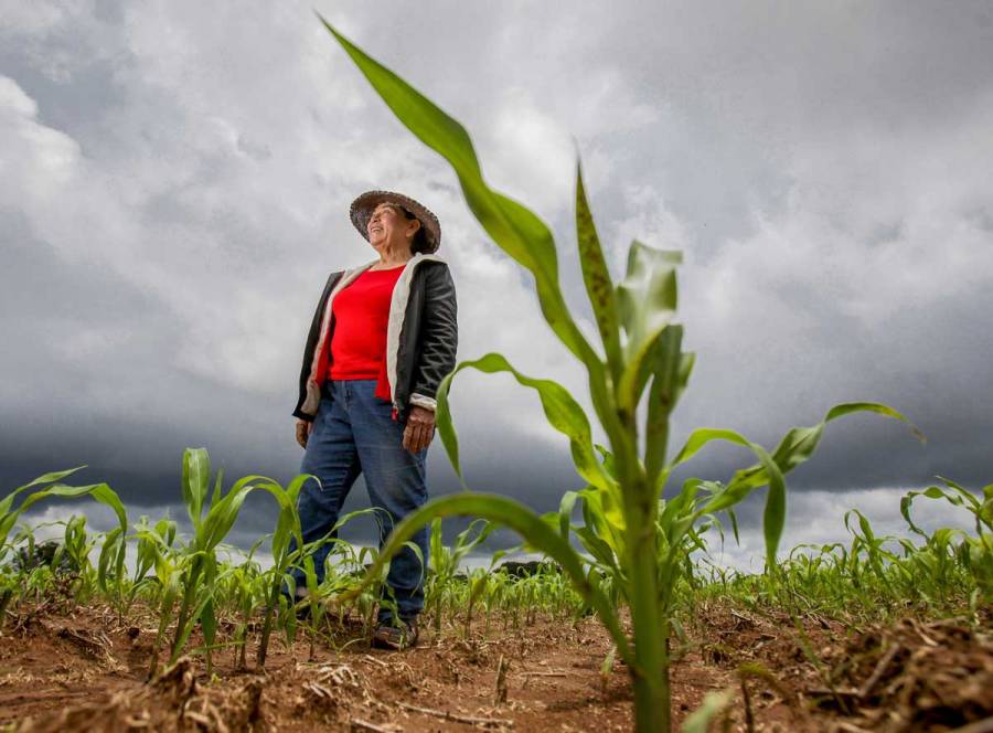 Dispersará Producción para el Bienestar 90% de sus apoyos directos en febrero