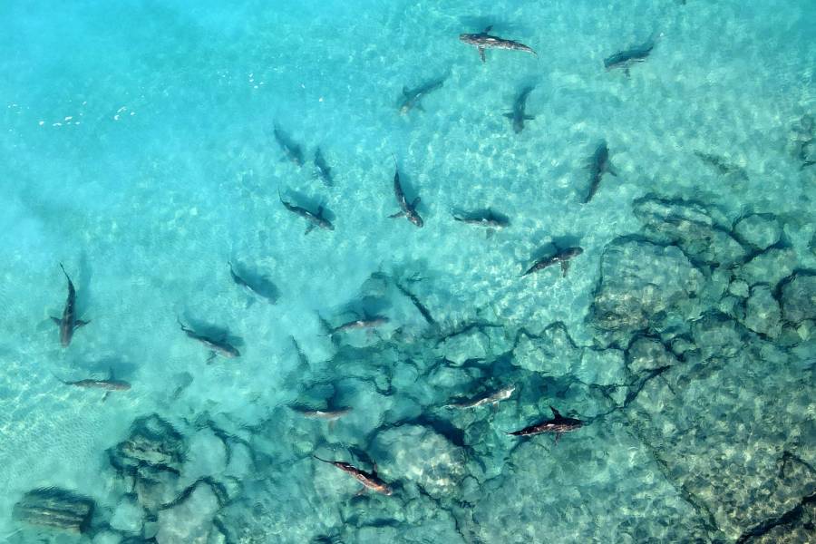 Población de tiburones se sigue reduciendo pese a medidas para frenar su pesca, según estudio