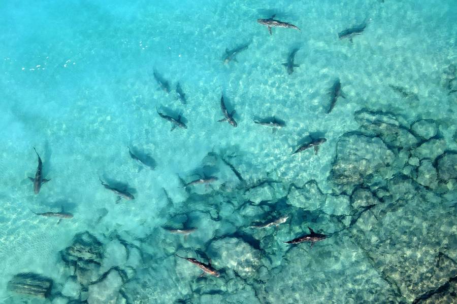 Poblaci&oacute;n de tiburones se sigue reduciendo pese a medidas para frenar su pesca, seg&uacute;n estudio