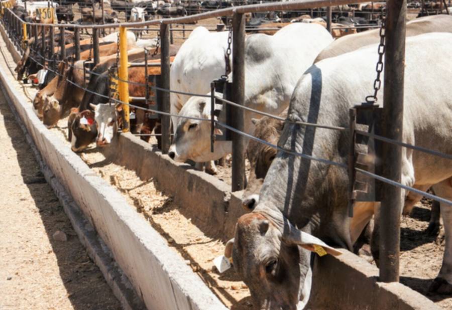 México, a la vanguardia en regulación de insumos alimenticios para consumo animal