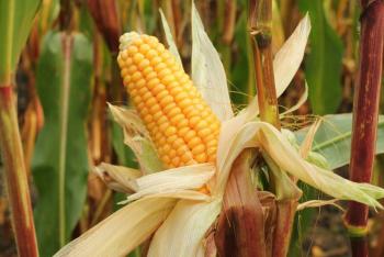 Bajas temperaturas afectan cultivos en Sonora