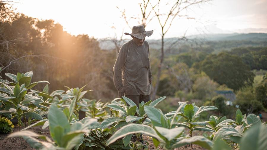 Cerca de 80.000 familias campesinas recibirán 800.000 hectáreas de tierra fértil en el 2024