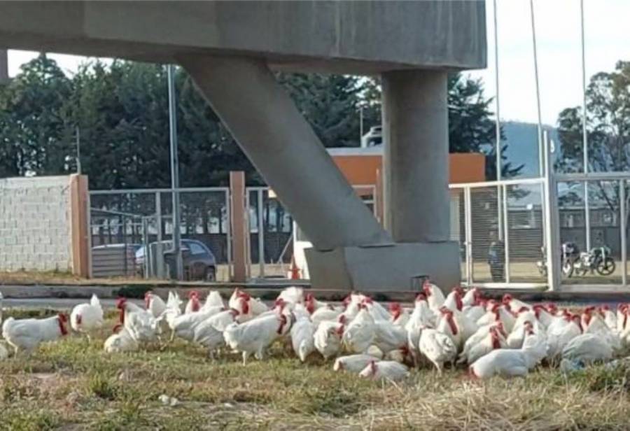 Tráiler con pollos vuelca en la autopista México-Puebla