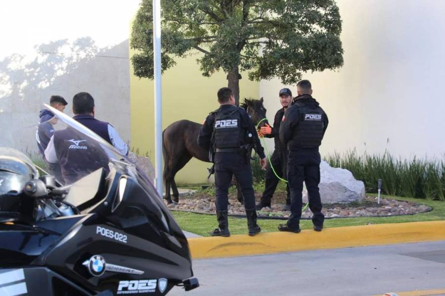 Protección Animal y Policía Estatal, aseguran caballo que deambulaba sobre Pie de la cuesta