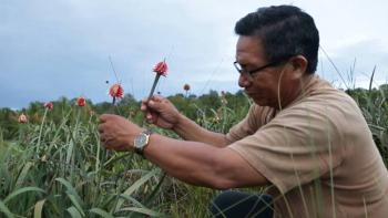 Flores ex&oacute;ticas de Colombia llegar&aacute;n al Brasil