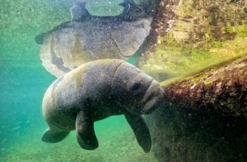 Guardianes del manat&iacute; al rescate de una especie que desaparece en Colombia