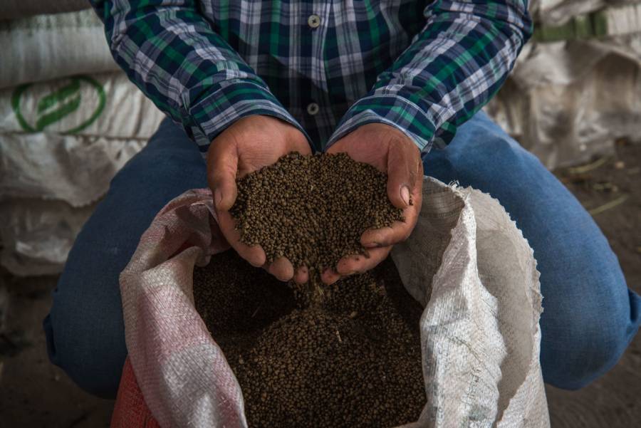 Productores de algodón de Coahuila enfrentaron grandes pérdidas por el uso de semillas transgénicas